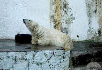 世界最忧伤北极熊阿根廷去世:因高温患抑郁症