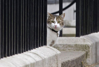 卡梅伦将搬离唐宁街 英国第一猫与新主人见面