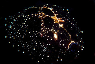 看见“星空”：海兔螺外套膜似星星闪烁