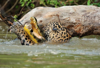 罕见！巴西鳄鱼伏击美洲豹反被捕杀