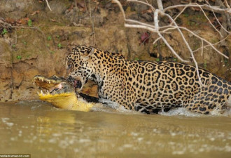 罕见！巴西鳄鱼伏击美洲豹反被捕杀