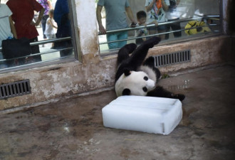 武汉36度高温 大熊猫抱冰块打滚成网红