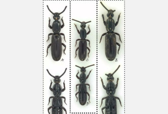 中国学者以“习近平”命名甲虫引关注