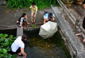 郑州公园观赏鱼遭捕捞 雨伞成“捕鱼神器”