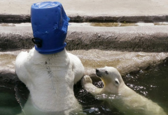 炎炎夏日小动物如何避暑：国宝熊猫趴冰块