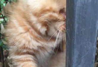 北京三只小奶猫遭人挖掉眼睛 引网友声讨