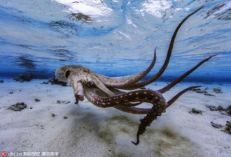 摄影师印度洋拍章鱼曼舞 悠游慢泳姿态翩然