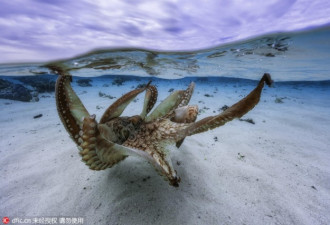 摄影师印度洋拍章鱼曼舞 悠游慢泳姿态翩然