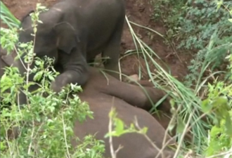 印度母象猝死 小象不离不弃试图唤醒妈妈