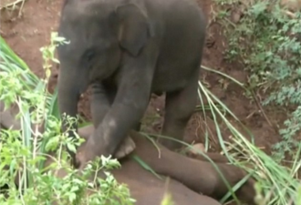印度母象猝死 小象不离不弃试图唤醒妈妈