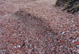 青岛遇天文大潮 成堆贝壳被卷上岸