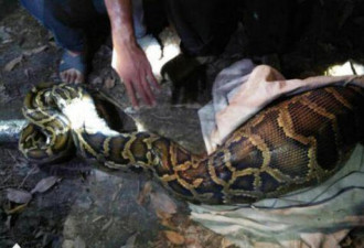 一条61斤蟒蛇正吞着40斤山羊 被村民逮了