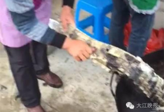 安徽警方：刷爆朋友圈的锅烫扬子鳄视频是真的