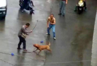 发情比特犬当街撕咬领养主人，被警方3枪击毙