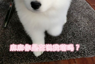 在多伦多养只萨摩耶，是怎样的体验？