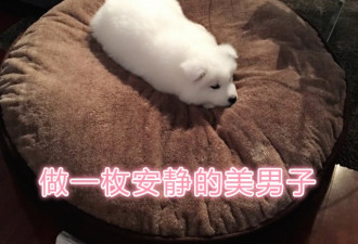 在多伦多养只萨摩耶，是怎样的体验？