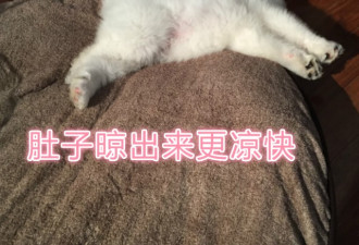 在多伦多养只萨摩耶，是怎样的体验？