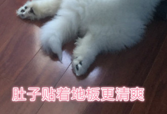 在多伦多养只萨摩耶，是怎样的体验？