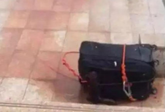 安徽“流血行李箱”案告破 四少年劫杀抛尸