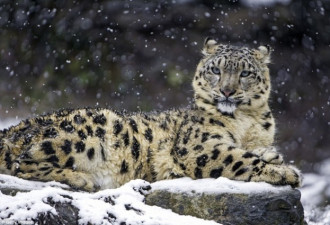 盘点部分世界最罕见物种:野生雪豹不足4000只