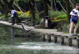 杭州西湖现“鱼跃龙门”奇景 条条都是刘翔