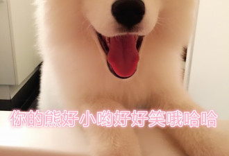 在多伦多养萨摩耶，是什么体验？(二)