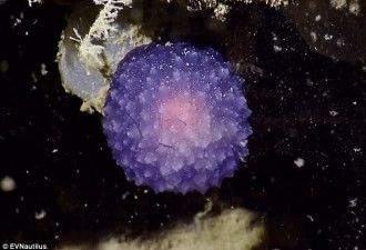 深海新物种?科学家发现奇特紫色球状物