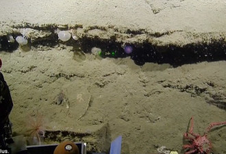 深海新物种?科学家发现奇特紫色球状物