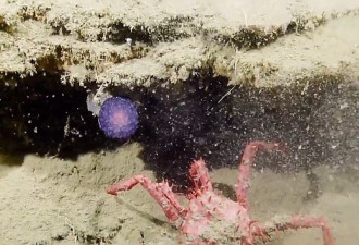 深海新物种?科学家发现奇特紫色球状物