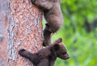 芬兰小熊跟熊妈妈学上树 紧紧抱住大树萌萌哒