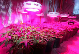 男子在室内用高科技种大麻 卖给大学生