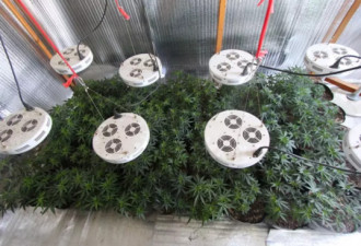 男子在室内用高科技种大麻 卖给大学生