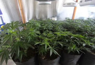 男子在室内用高科技种大麻 卖给大学生