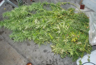 男子在室内用高科技种大麻 卖给大学生