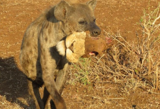 非洲鬣狗口叼狮头“秀大餐” 不过是捡来的