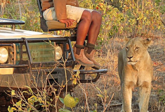 惊魂一刻：南非护林员与狮子咫尺之遥对视
