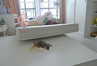 女子租住公寓床垫下发现死猫 已被压成纸片