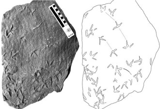 甘肃发现古鸟类足迹新种化石:重构精妙的古世界