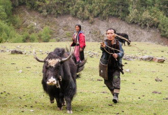 揭秘不丹原始部落 生活全靠牦牛没有电器