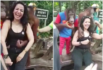 女游客与猩猩合照 它们一直抓着她的胸