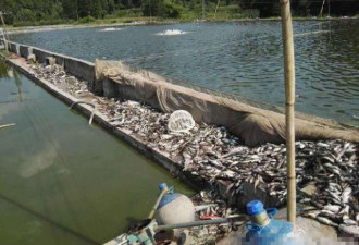 四川高温致养殖场池水滚烫 3万斤鱼被热死