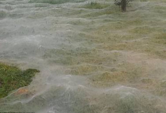 洪水过后 百万蜘蛛从天而降 网友：真吓尿了