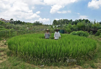 现实版“男耕女织” 广州夫妇都市种水稻染布