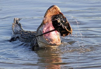 鳄鱼捕食马蹄蟹无从下口:咀嚼起来有点困难