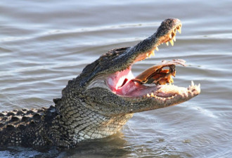 鳄鱼捕食马蹄蟹无从下口:咀嚼起来有点困难