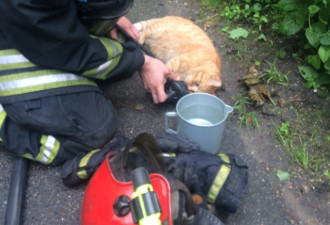 俄消防员用氧气罩救火场小猫 画面感动网友