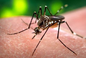 密市捕捉到的蚊子呈西尼罗河病毒阳性反应