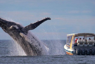 只有5米：摄影师拍下座头鲸与游船近距离接触照