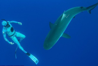 隐身潜水服问世 海洋生物也监测不到人体信号