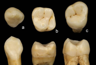 中国发现17万年前人类牙齿 早于人类走出非洲